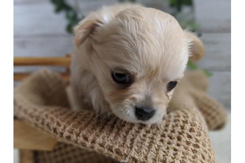 成約済の静岡県のチワワ(ロングコート)-81139の3枚目