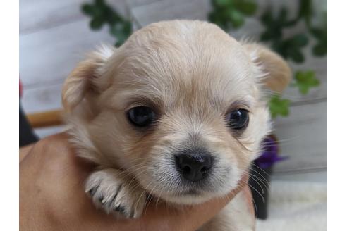 成約済の静岡県のチワワ(ロングコート)-81139の2枚目