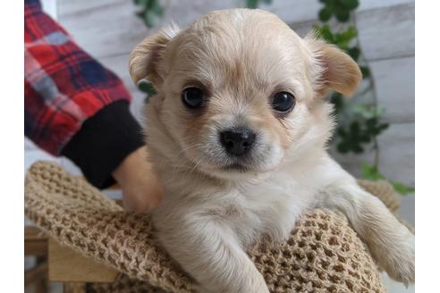 成約済の静岡県のチワワ(ロングコート)-81139の1枚目