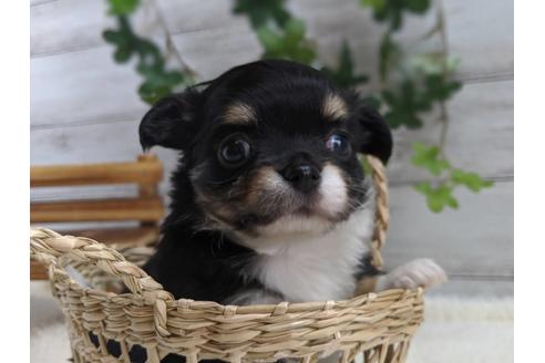 成約済の静岡県のチワワ(ロングコート)-81140の3枚目