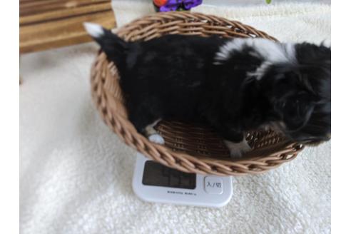 成約済の静岡県のチワワ(ロングコート)-81140の2枚目