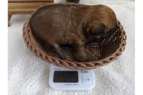 成約済の静岡県のチワプー:チワワ×トイプードル-81141の3枚目