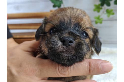 成約済の静岡県のチワプー:チワワ×トイプードル-81141の2枚目