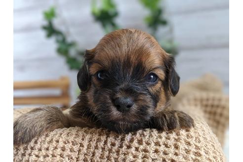 成約済の静岡県のチワプー:チワワ×トイプードル-81141の1枚目