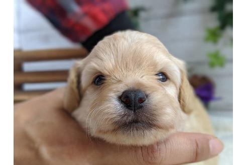 成約済の静岡県のチワプー:チワワ×トイプードル-81142の3枚目