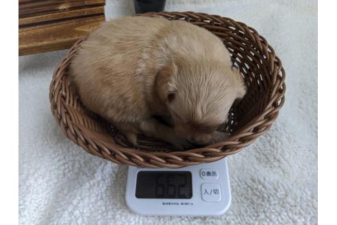 成約済の静岡県のチワプー:チワワ×トイプードル-81142の2枚目