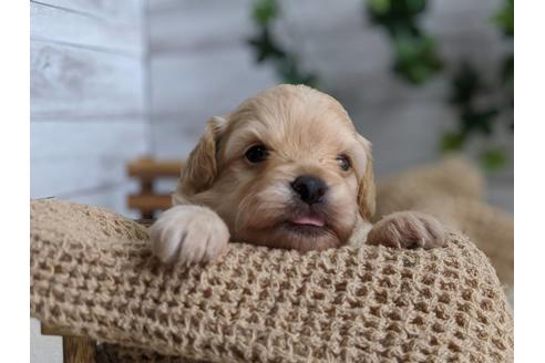 成約済の静岡県のチワプー:チワワ×トイプードル-81142の1枚目