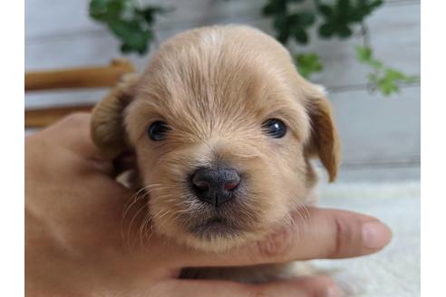 成約済の静岡県のチワプー:チワワ×トイプードル-81143の4枚目