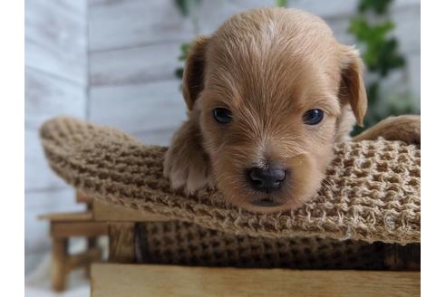 成約済の静岡県のチワプー:チワワ×トイプードル-81143の3枚目