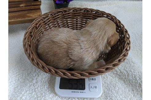 成約済の静岡県のチワプー:チワワ×トイプードル-81143の2枚目