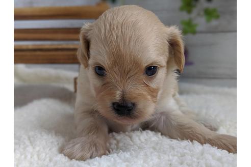 成約済の静岡県のチワプー:チワワ×トイプードル-81144の4枚目