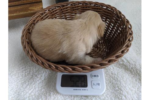 成約済の静岡県のチワプー:チワワ×トイプードル-81144の3枚目