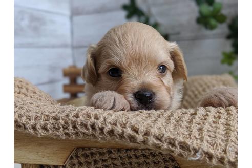 成約済の静岡県のチワプー:チワワ×トイプードル-81144の2枚目