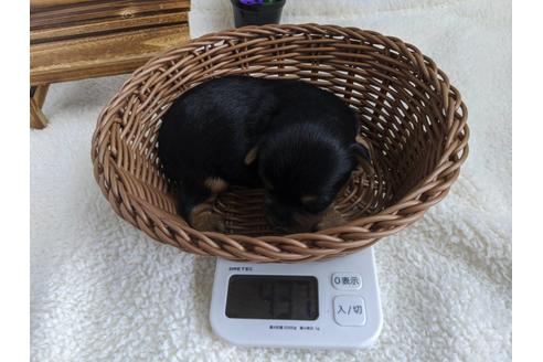 成約済の静岡県のヨークシャーテリア-82611の4枚目