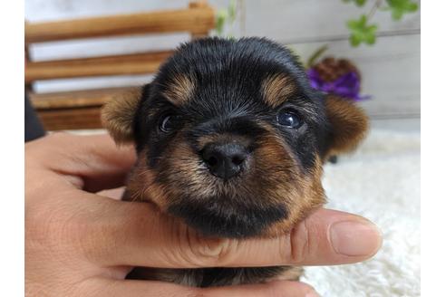 成約済の静岡県のヨークシャーテリア-82611の3枚目