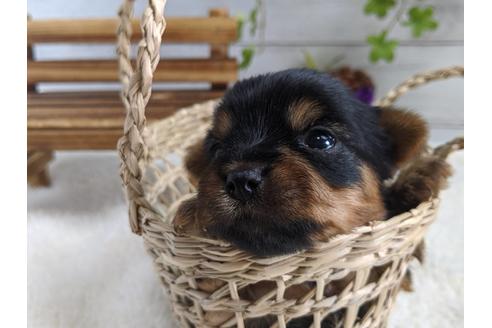 成約済の静岡県のヨークシャーテリア-82611の2枚目