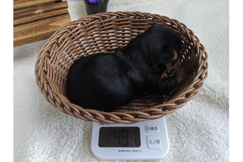 成約済の静岡県のヨークシャーテリア-82612の2枚目