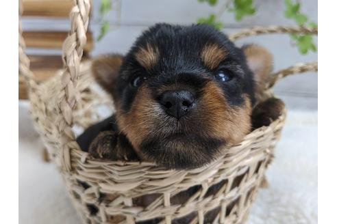 成約済の静岡県のヨークシャーテリア-82612の1枚目