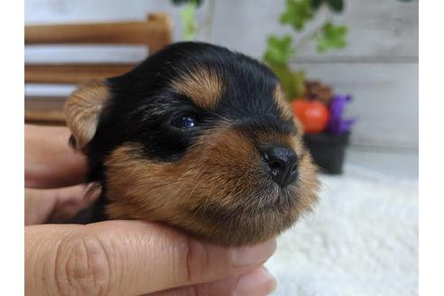 成約済の静岡県のヨークシャーテリア-82613の7枚目