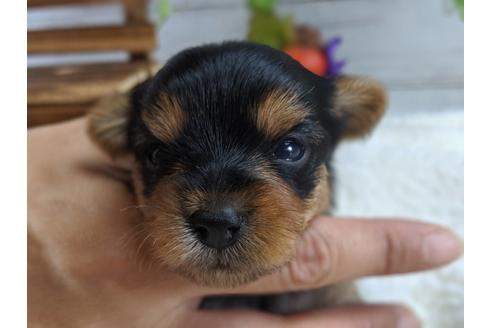 成約済の静岡県のヨークシャーテリア-82613の6枚目