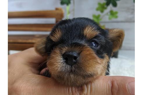 成約済の静岡県のヨークシャーテリア-82613の5枚目