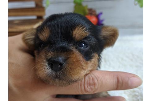 成約済の静岡県のヨークシャーテリア-82613の4枚目