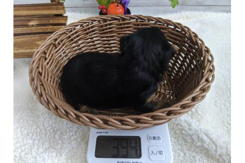 成約済の静岡県のヨークシャーテリア-82613の3枚目