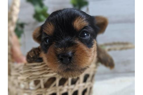 成約済の静岡県のヨークシャーテリア-82613の1枚目