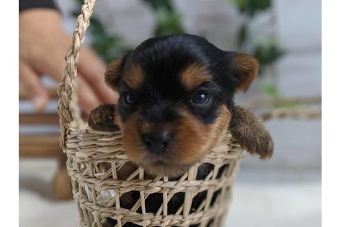 成約済の静岡県のヨークシャーテリア-82613の2枚目