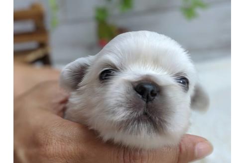 成約済の静岡県のペキニーズ-82614の7枚目