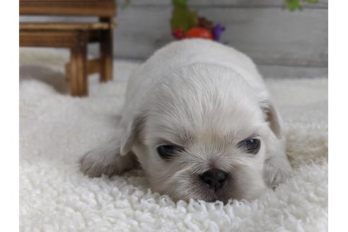 成約済の静岡県のペキニーズ-82614の6枚目