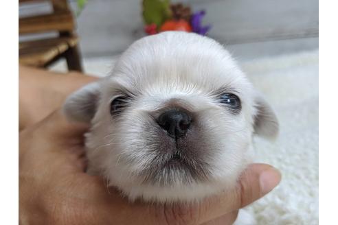 成約済の静岡県のペキニーズ-82614の5枚目