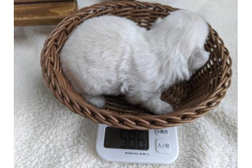 成約済の静岡県のペキニーズ-82614の4枚目