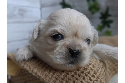 成約済の静岡県のペキニーズ-82615の7枚目
