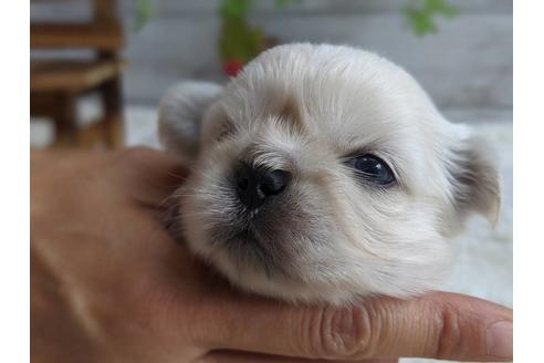 成約済の静岡県のペキニーズ-82615の6枚目