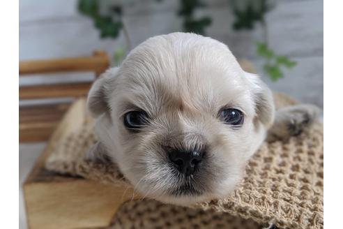 成約済の静岡県のペキニーズ-82615の5枚目