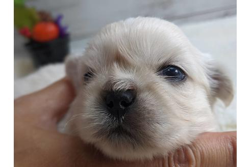 成約済の静岡県のペキニーズ-82615の4枚目