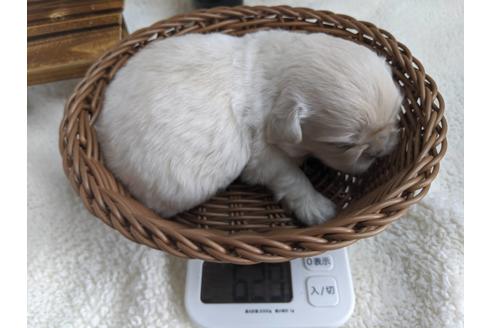 成約済の静岡県のペキニーズ-82615の3枚目