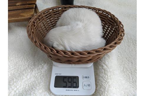 成約済の静岡県のペキニーズ-82616の6枚目