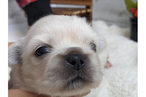 成約済の静岡県のペキニーズ-82616の5枚目