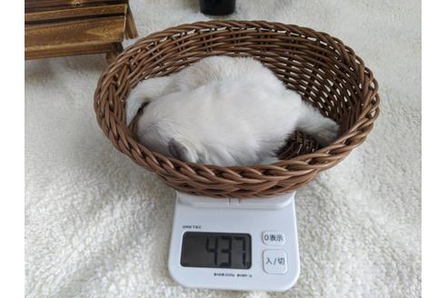 成約済の静岡県のペキニーズ-82617の4枚目