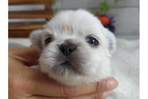 成約済の静岡県のペキニーズ-82617の3枚目