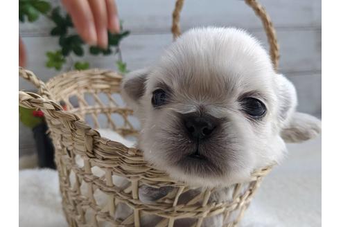 成約済の静岡県のペキニーズ-82617の1枚目