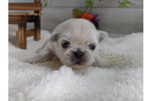 成約済の静岡県のペキニーズ-82617の2枚目
