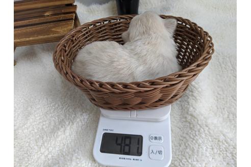 成約済の静岡県のペキニーズ-82619の5枚目