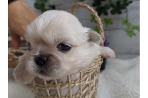 成約済の静岡県のペキニーズ-82619の4枚目