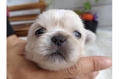 成約済の静岡県のペキニーズ-82619の3枚目