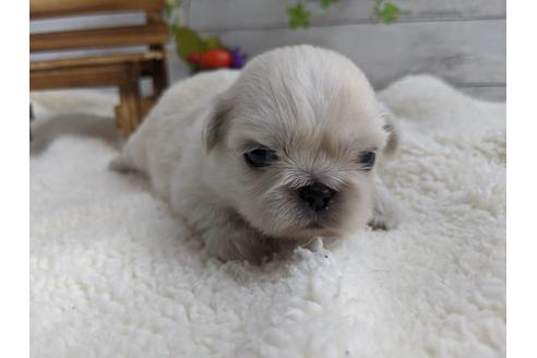 成約済の静岡県のペキニーズ-82621