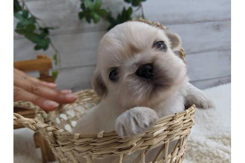 成約済の静岡県のペキニーズ-82621の4枚目