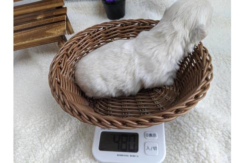 成約済の静岡県のペキニーズ-82621の3枚目